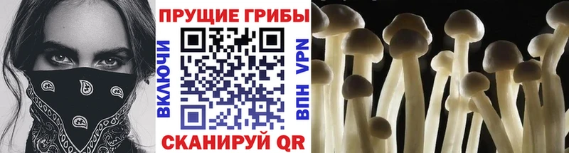 Псилоцибиновые грибы ЛСД Питкяранта